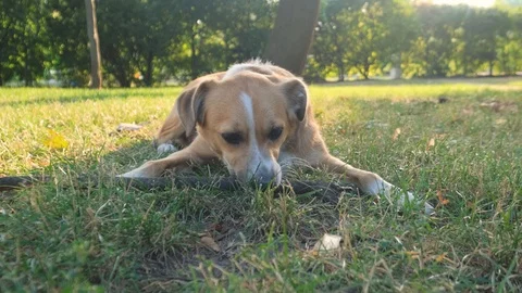 Dog play in the park Stock Footage 116257501