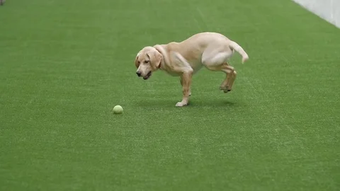 Dog Play Slo-Mo Stock Footage 79467787