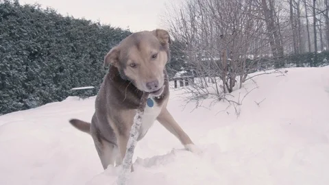 Dog play in the snow Stock Footage 103293726