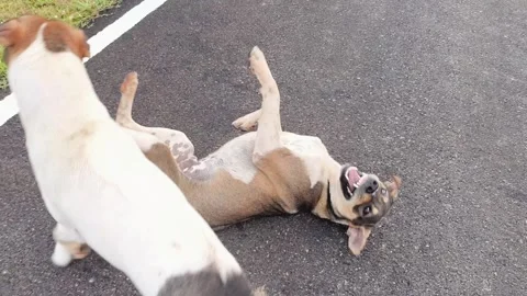 Dog play2 Stock Footage 337214542