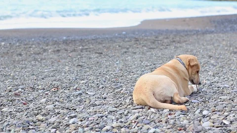 The dog is played on a stone beach Stock Footage 101018472
