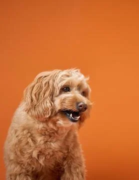 Dog with playful expression Stock Photos