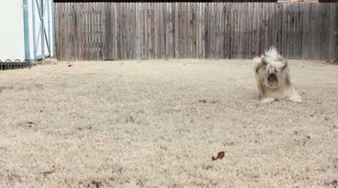 Dog Playfully Barks Stock Footage 10864073