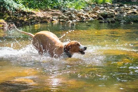 Dog playfully jumping in the river. Stock Photos