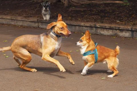 Dog playground Stock Photos