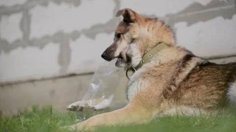 The dog is playing and biting a plastic bottle Stock Footage 129082496