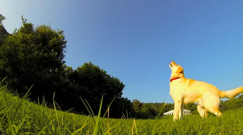 Dog Playing and Jumping Stock Footage 36149813