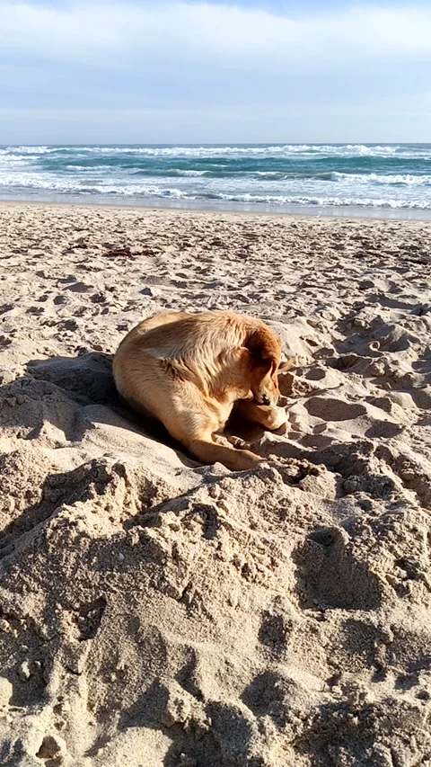 Dog playing and resting in the sand on the beach Stock Footage 233597691