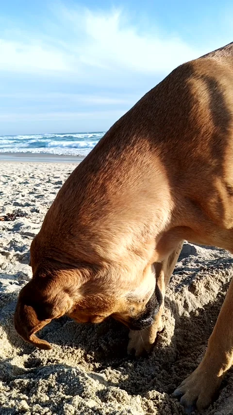 Dog playing and resting in the sand on the beach Stock Footage 233597763