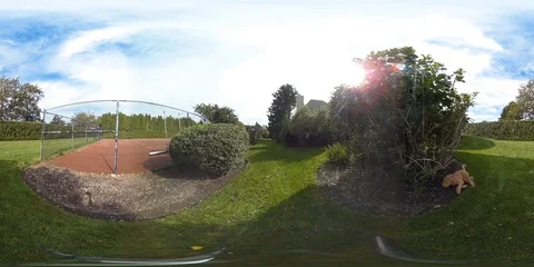 Dog Playing in Backyard 360 Footage Stock-Footage 130030564