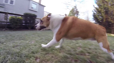 Dog Playing in Backyard Slow Motion 스톡 동영상 33032021