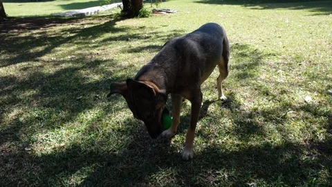 Dog playing with a ball in the backyard of the house. Stock Footage 127071045