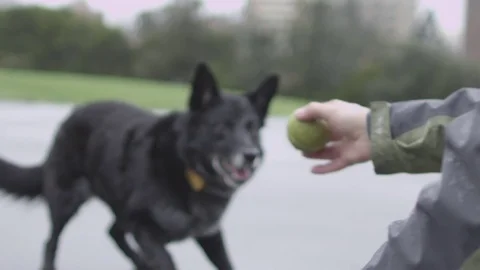 Dog Playing with Ball Stock Footage 70359420