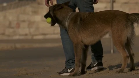 Dog playing with a  ball Stock Footage 71023489