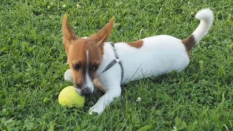 DOG PLAYING WITH BALL Stock Footage