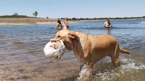Dog playing with a ball 動画素材 165596949