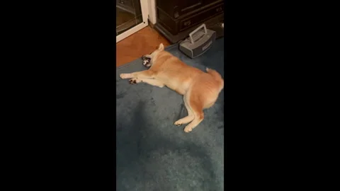 Dog Playing With A Ball Stock Footage 288764490