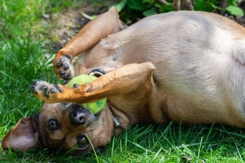 Dog playing with a ball Stock Photos
