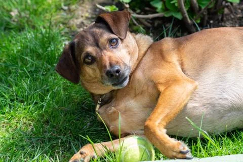 Dog playing with a ball Stock Photos