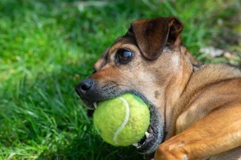 Dog playing with a ball Stock Photos