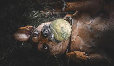 Dog playing with a ball Stock Photos