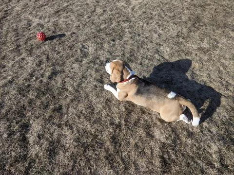 A dog playing with a ball Stock Photos