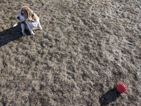 A dog playing with a ball Stock Photos
