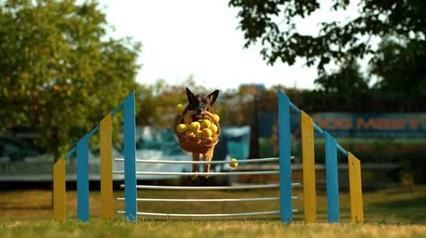 A dog playing with a ball Stock Photos