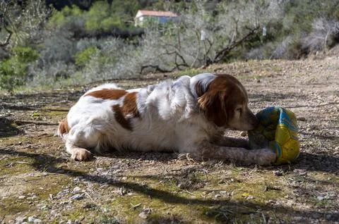 Dog playing with a ball Stock Photos