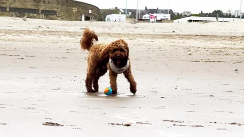 Dog Playing with a Ball on a Sandy Beach Stock Footage 282795070