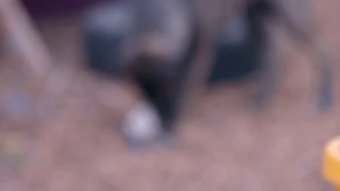 Dog playing with Ball : Slow Motion Stock Footage 77410089