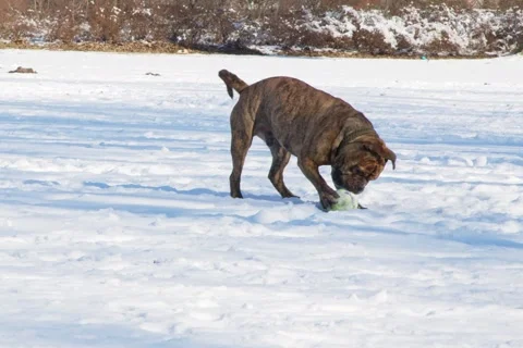 The dog is playing with a ball in the snow Video stock 167782356
