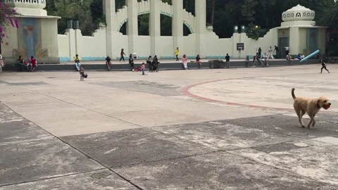 Dog playing with ball while owner watches in Condesa, Mexico City Vídeo Stock 318238422