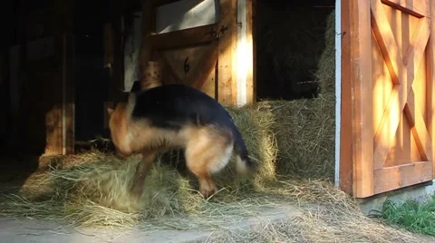 Dog playing in barn 스톡 동영상 56437655