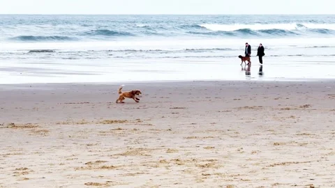 Dog playing on the beach with a ball Stock Footage 282794811
