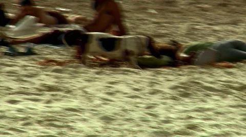 Dog playing at the beach Stock Footage 461542