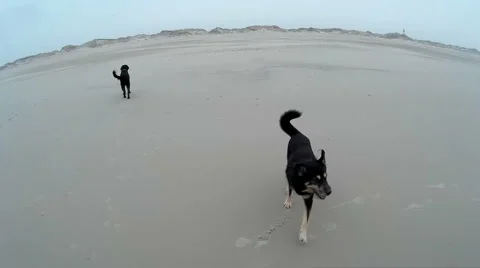 Dog playing on a Beach Stock Footage 59314696