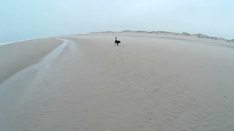 Dog playing on a Beach Stock Footage 59315060