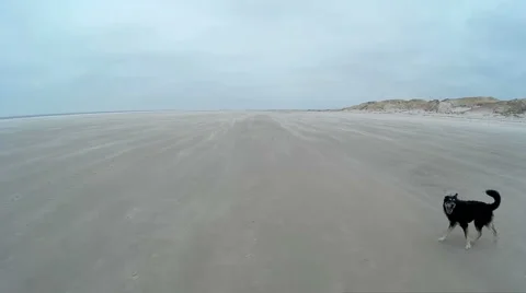 Dog playing on a Beach Stock Footage 59315743