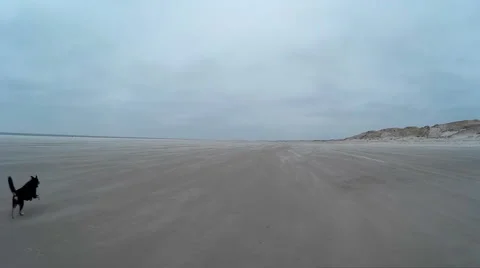 Dog playing on a Beach Stock Footage 59316321
