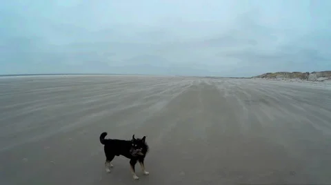 Dog playing on a Beach Stock Footage 59317074
