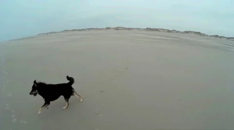 Dog playing on a Beach Stock Footage 59317083