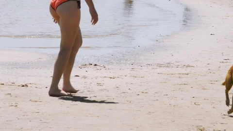 Dog playing in the beach Stock Footage 82411274