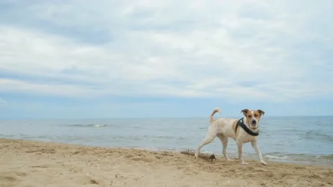 Dog is playing on the beach Video stock 132323523