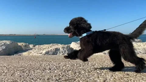 Dog playing a beach Video stock 274035433