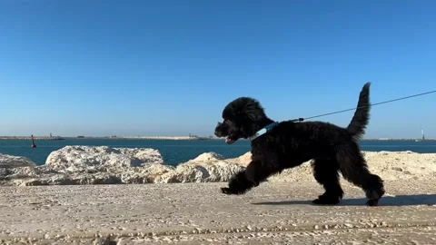 Dog playing on beach Stock-Footage 274035435