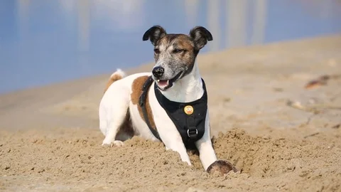 A dog is playing on the beach (fox terrier) 스톡 동영상 87805221