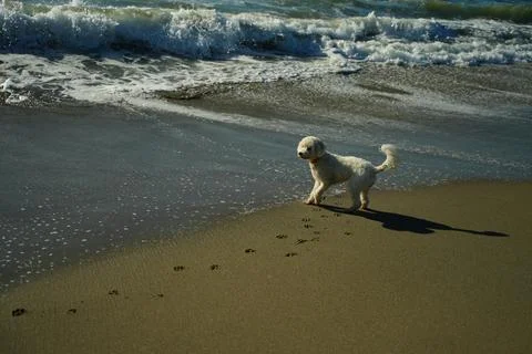 Dog Playing on Beach with Ocean Waves Stock Photos