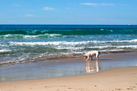 Dog playing on the beach Stock Photos