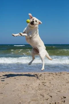 Dog playing on the beach Stock Photos